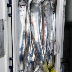 フィッシング キッタカ 釣果