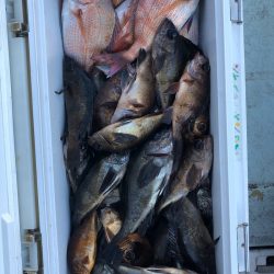 フィッシング キッタカ 釣果