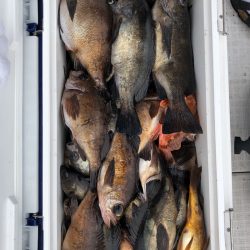 フィッシング キッタカ 釣果