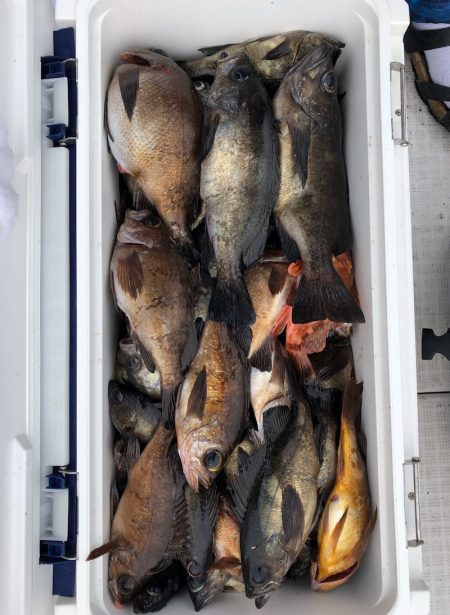 フィッシング　キッタカ 釣果