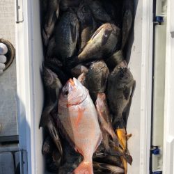 フィッシング キッタカ 釣果