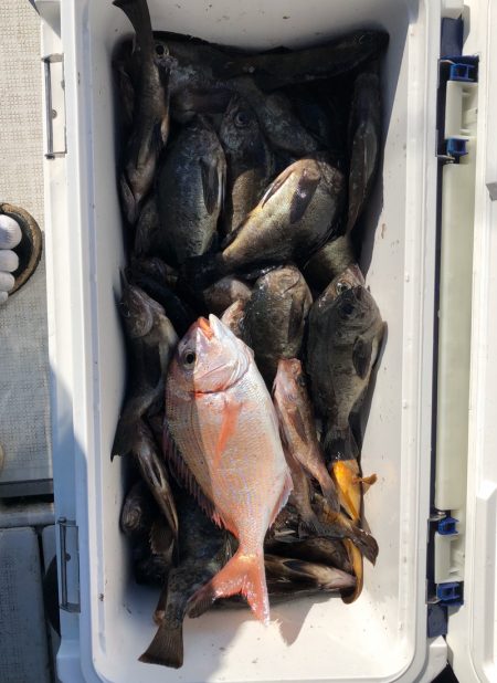 フィッシング キッタカ 釣果