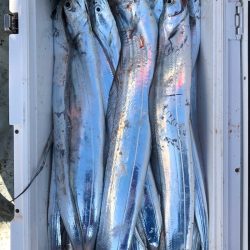 フィッシング キッタカ 釣果