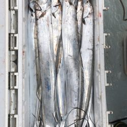 フィッシング キッタカ 釣果