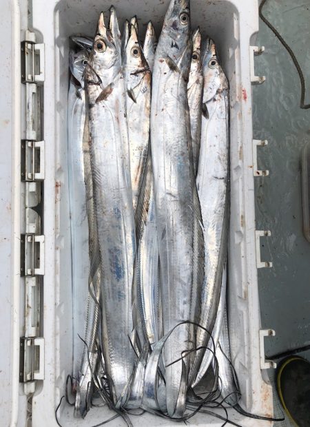 フィッシング キッタカ 釣果