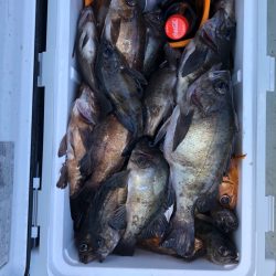 フィッシング キッタカ 釣果