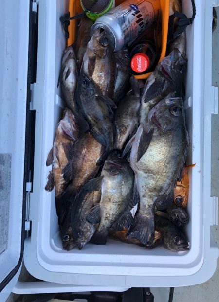 フィッシング キッタカ 釣果