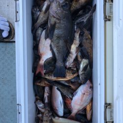 フィッシング キッタカ 釣果