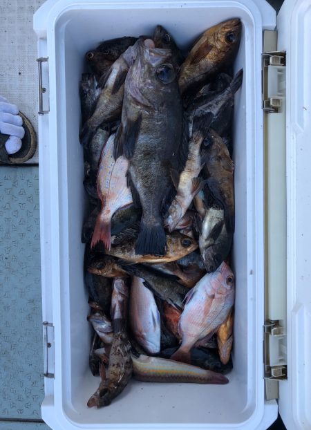 フィッシング キッタカ 釣果