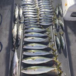 SeaRide(シーライド) 釣果