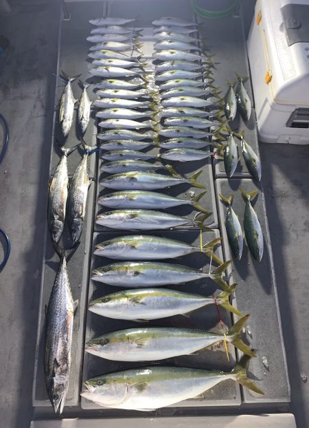 SeaRide(シーライド) 釣果