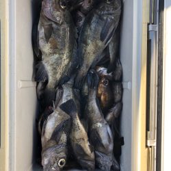 フィッシング キッタカ 釣果