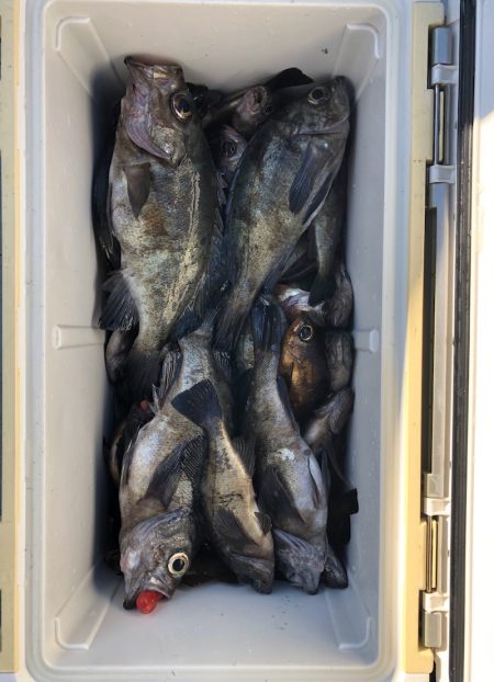 フィッシング キッタカ 釣果