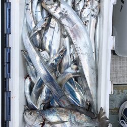 フィッシング キッタカ 釣果