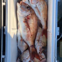 フィッシング キッタカ 釣果