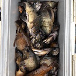 フィッシング　キッタカ 釣果