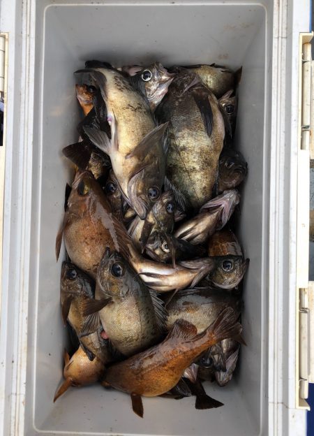 フィッシング　キッタカ 釣果