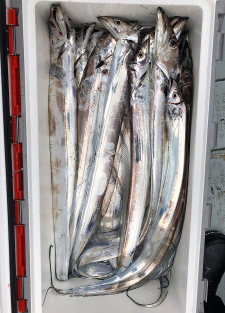 フィッシング キッタカ 釣果