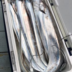 フィッシング キッタカ 釣果