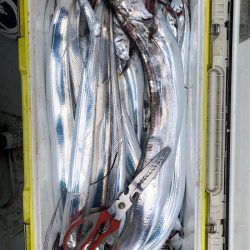 フィッシング キッタカ 釣果