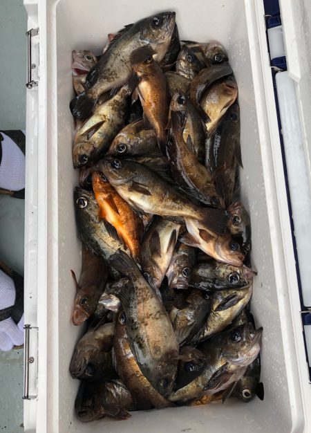 フィッシング　キッタカ 釣果