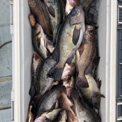 フィッシング キッタカ 釣果