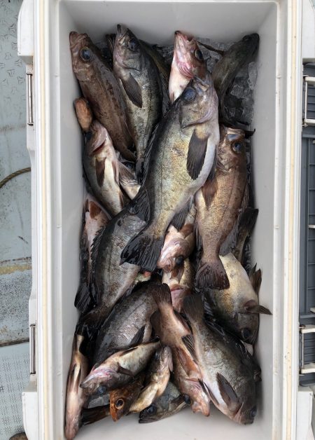 フィッシング キッタカ 釣果