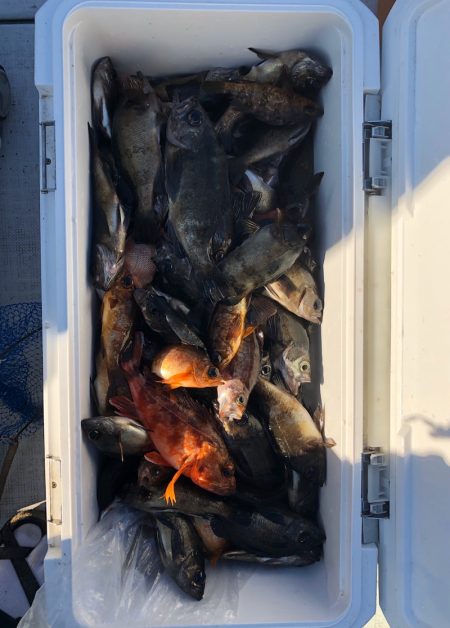 フィッシング キッタカ 釣果