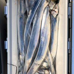 フィッシング キッタカ 釣果