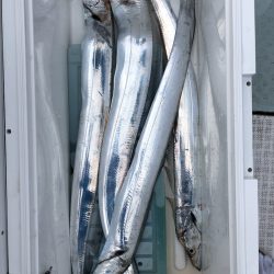 フィッシング キッタカ 釣果