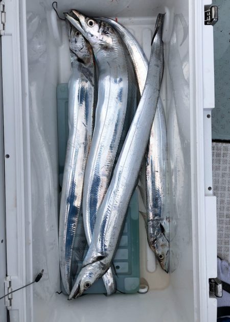 フィッシング キッタカ 釣果