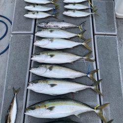 SeaRide(シーライド) 釣果