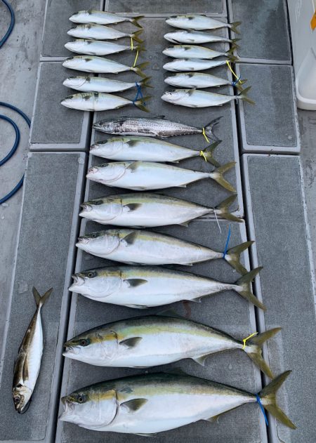 SeaRide(シーライド) 釣果