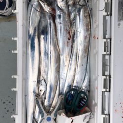 フィッシング キッタカ 釣果