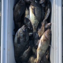 フィッシング キッタカ 釣果