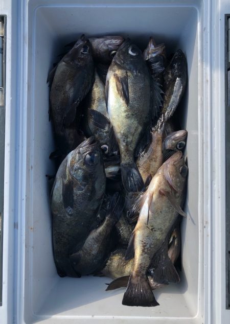 フィッシング キッタカ 釣果