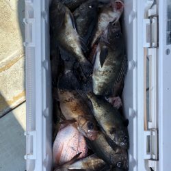 フィッシング キッタカ 釣果