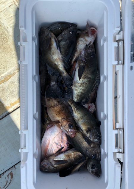 フィッシング キッタカ 釣果