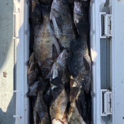 フィッシング キッタカ 釣果