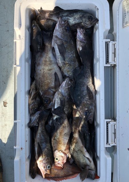 フィッシング キッタカ 釣果