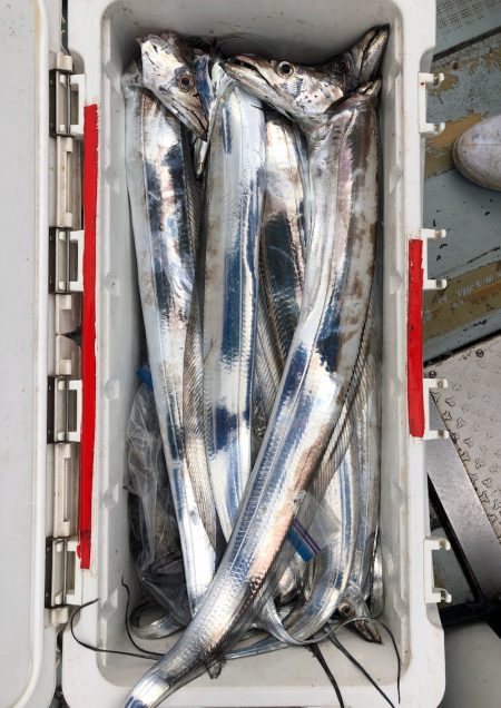 フィッシング キッタカ 釣果