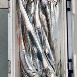 フィッシング キッタカ 釣果