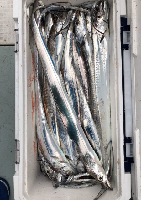 フィッシング キッタカ 釣果