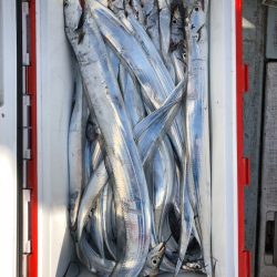 フィッシング キッタカ 釣果