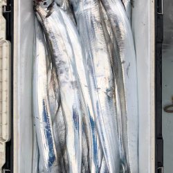 フィッシング キッタカ 釣果