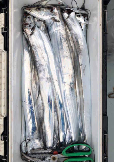 フィッシング キッタカ 釣果