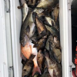 フィッシング キッタカ 釣果