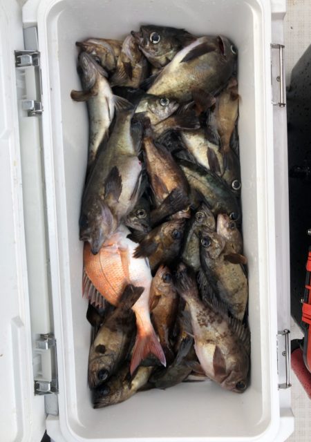 フィッシング キッタカ 釣果