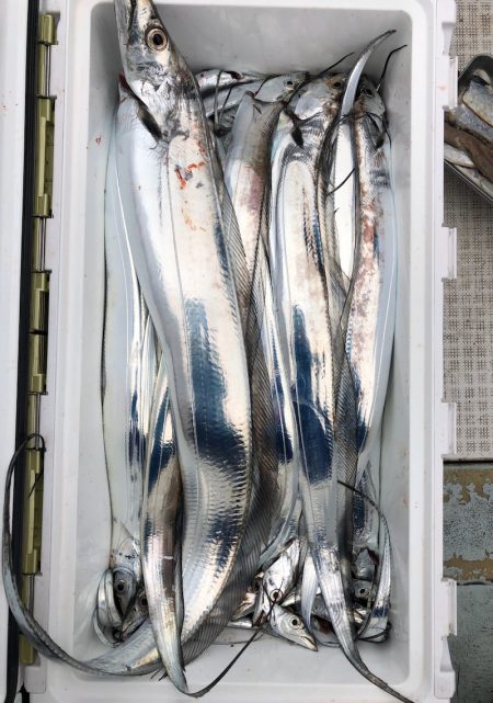 フィッシング キッタカ 釣果