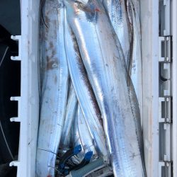 フィッシング キッタカ 釣果